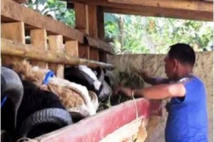 Ipda Junaedi, Geluti Ternak Kambing